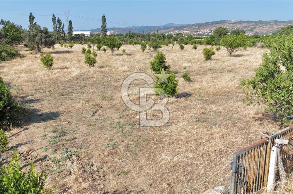 SEFERİHİSAR ULAMIŞ SATILIK 9.715 m² BAĞ BAHÇE
