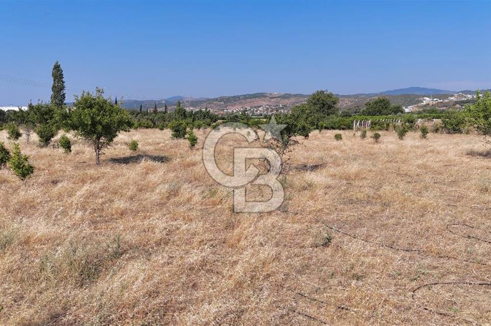 SEFERİHİSAR ULAMIŞ SATILIK 9.715 m² BAĞ BAHÇE