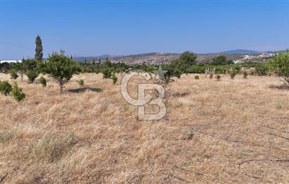 SEFERİHİSAR ULAMIŞ SATILIK 9.715 m² BAĞ BAHÇE