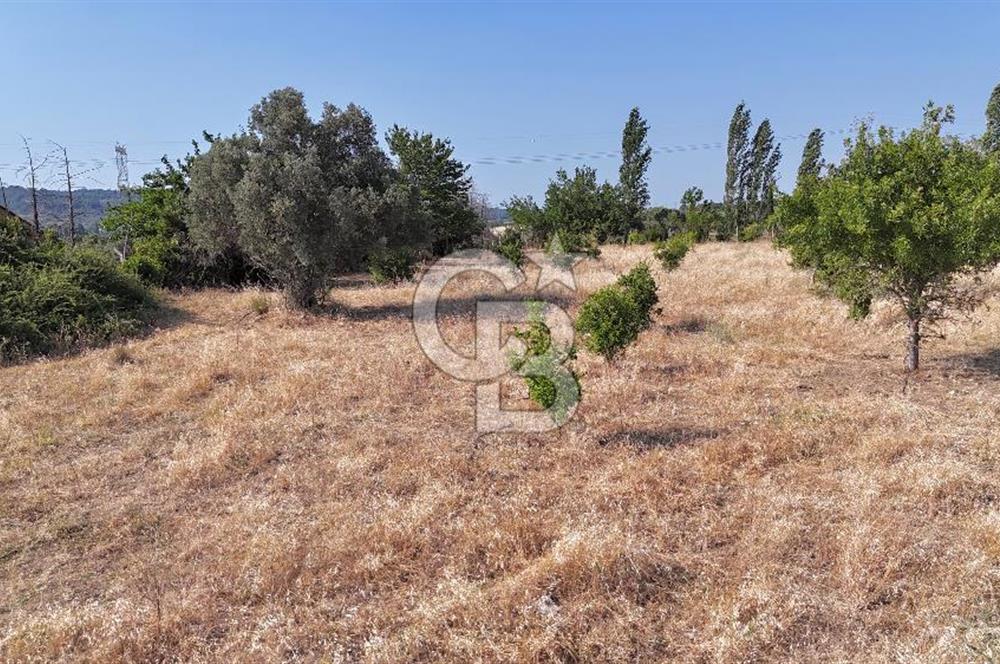 SEFERİHİSAR ULAMIŞ SATILIK 9.715 m² BAĞ BAHÇE