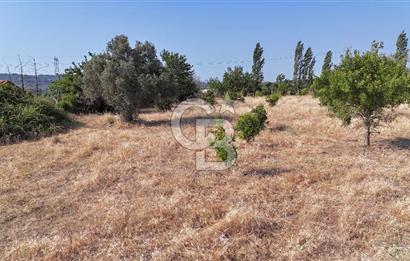 SEFERİHİSAR ULAMIŞ SATILIK 9.715 m² BAĞ BAHÇE