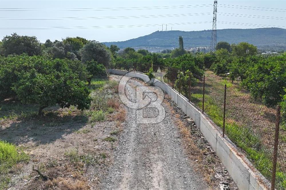 SEFERİHİSAR ULAMIŞ SATILIK 9.715 m² BAĞ BAHÇE