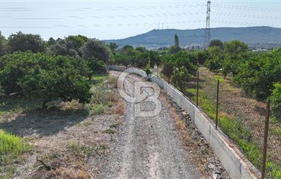 SEFERİHİSAR ULAMIŞ SATILIK 9.715 m² BAĞ BAHÇE