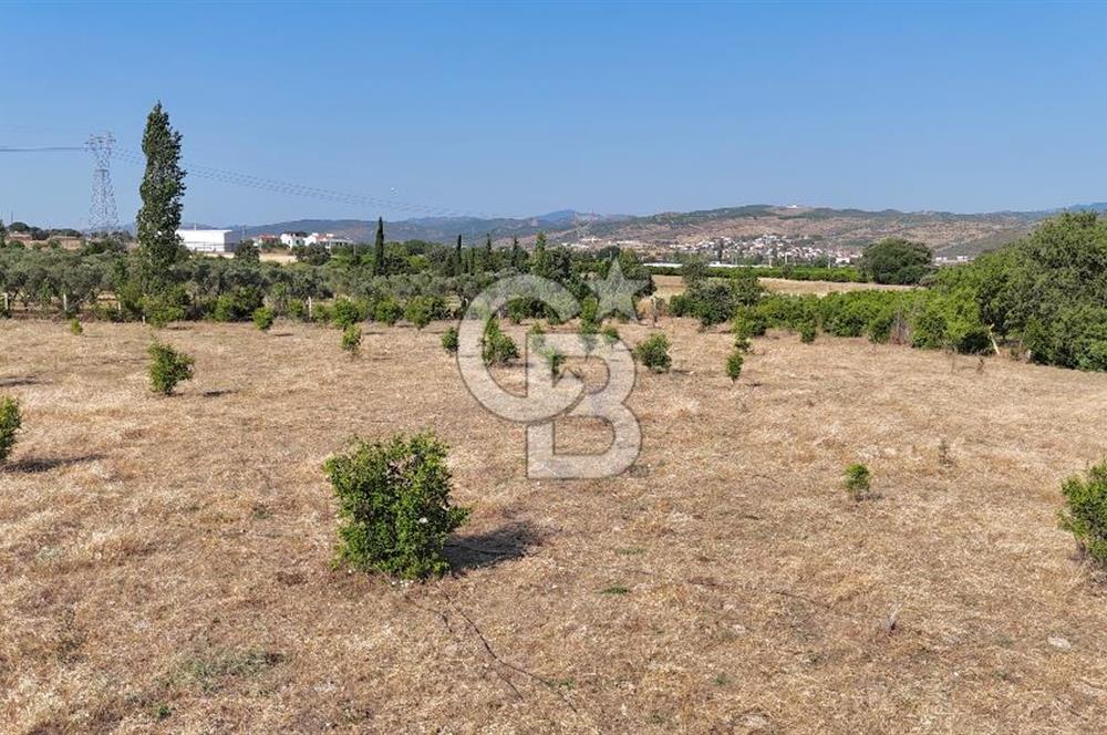 SEFERİHİSAR ULAMIŞ SATILIK 9.715 m² BAĞ BAHÇE
