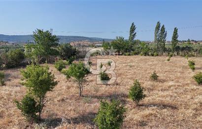 SEFERİHİSAR ULAMIŞ SATILIK 9.715 m² BAĞ BAHÇE