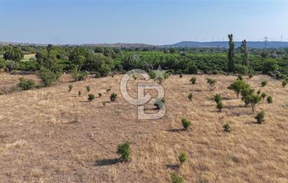 SEFERİHİSAR ULAMIŞ SATILIK 9.715 m² BAĞ BAHÇE