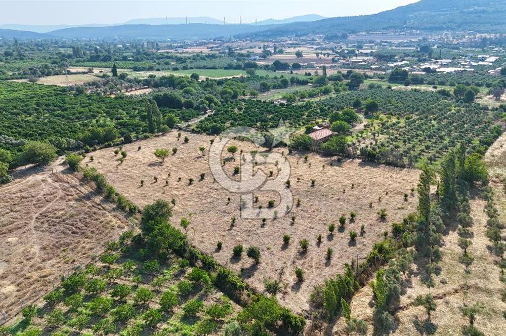 SEFERİHİSAR ULAMIŞ SATILIK 9.715 m² BAĞ BAHÇE