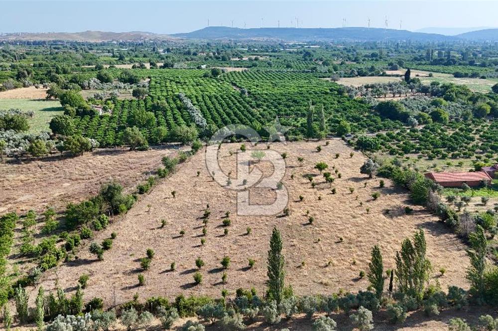 SEFERİHİSAR ULAMIŞ SATILIK 9.715 m² BAĞ BAHÇE