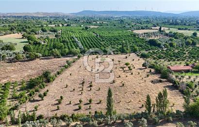 SEFERİHİSAR ULAMIŞ SATILIK 9.715 m² BAĞ BAHÇE