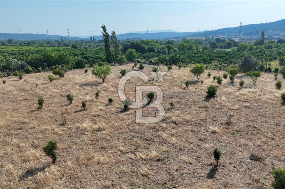 SEFERİHİSAR ULAMIŞ SATILIK 9.715 m² BAĞ BAHÇE