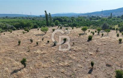 SEFERİHİSAR ULAMIŞ SATILIK 9.715 m² BAĞ BAHÇE