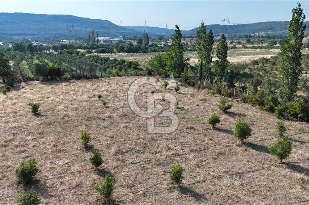 SEFERİHİSAR ULAMIŞ SATILIK 9.715 m² BAĞ BAHÇE
