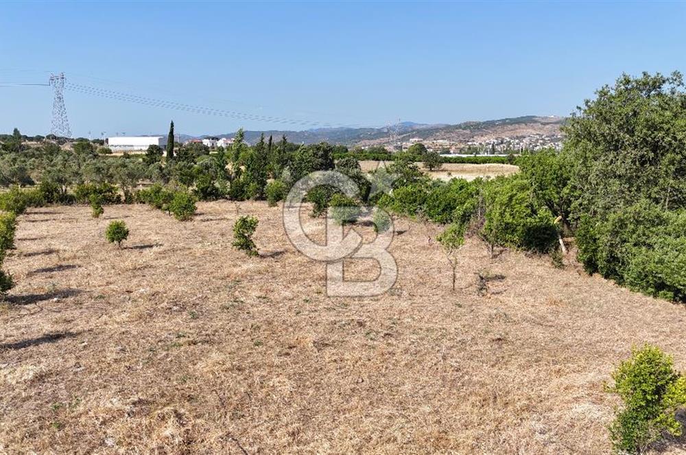 SEFERİHİSAR ULAMIŞ SATILIK 9.715 m² BAĞ BAHÇE