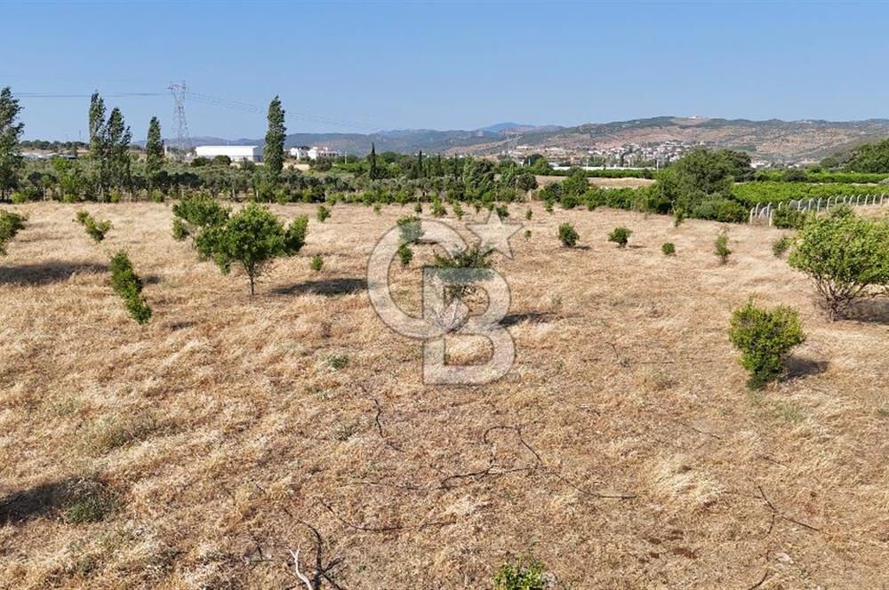 SEFERİHİSAR ULAMIŞ SATILIK 9.715 m² BAĞ BAHÇE