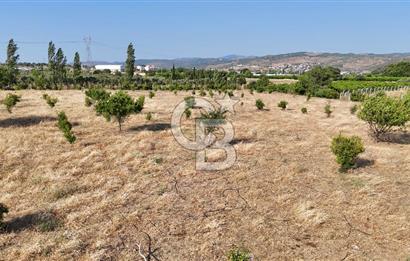 SEFERİHİSAR ULAMIŞ SATILIK 9.715 m² BAĞ BAHÇE