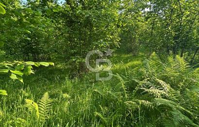 Trabzon Arsin Yalı mahallesinde 1959  m2 Fındık Bahçesi 
