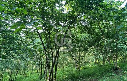 Trabzon Arsin Yalı mahallesinde 1959  m2 Fındık Bahçesi 