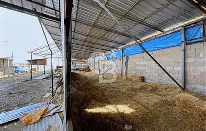 Bozkurt Çambaşı Mah. 773 M² Satılık Besi Çiftliği