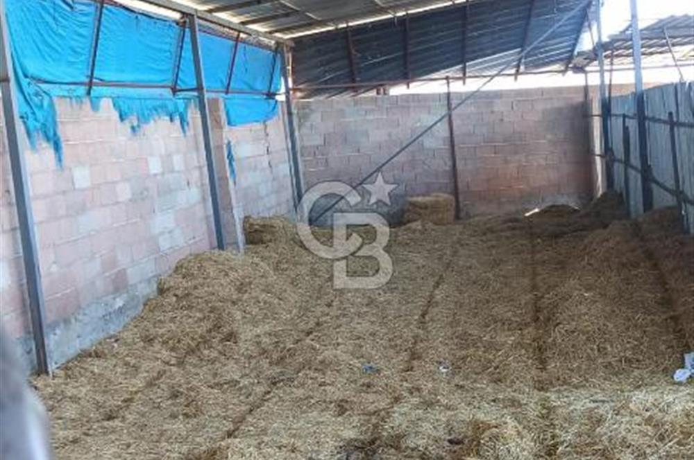 Bozkurt Çambaşı Mah. 773 M² Satılık Besi Çiftliği