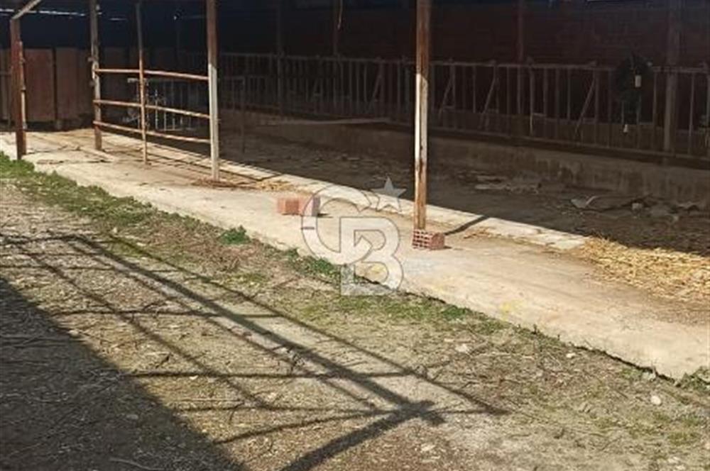 Bozkurt Çambaşı Mah. 773 M² Satılık Besi Çiftliği
