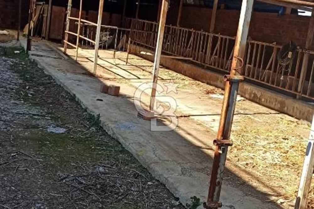 Bozkurt Çambaşı Mah. 773 M² Satılık Besi Çiftliği