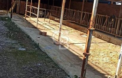 Bozkurt Çambaşı Mah. 773 M² Satılık Besi Çiftliği