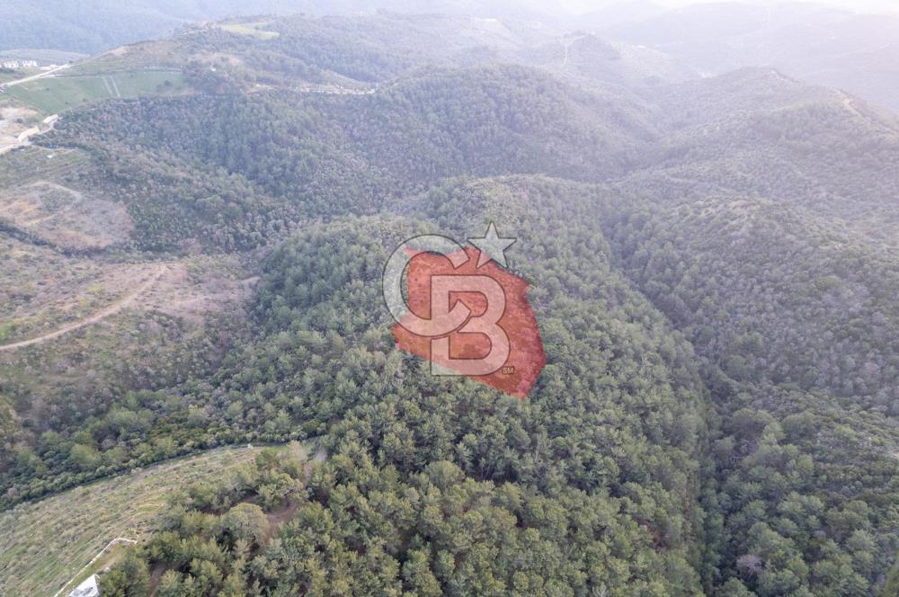 Seferihisar Gölcük'de manzaralı Orman cepheli arazi