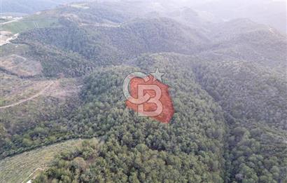 Seferihisar Gölcük'de manzaralı Orman cepheli arazi