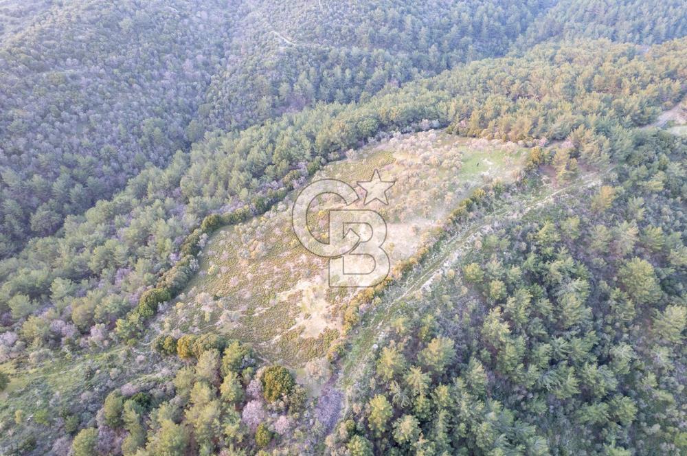 Seferihisar Gölcük'de manzaralı Orman cepheli arazi
