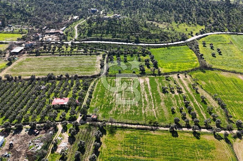 Milas Köşk Köyünde Satılık Tarla