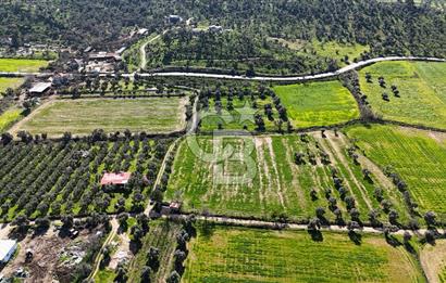 Milas Köşk Köyünde Satılık Tarla