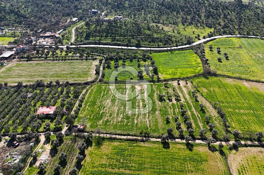 Milas Köşk Köyünde Satılık Tarla