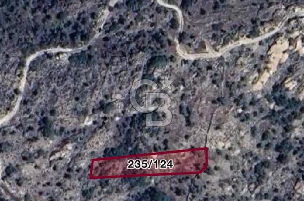 Milas Çamlıyurt Köyü Kargıcak Köyüne Yakın Yatırımlık Zeytinlik