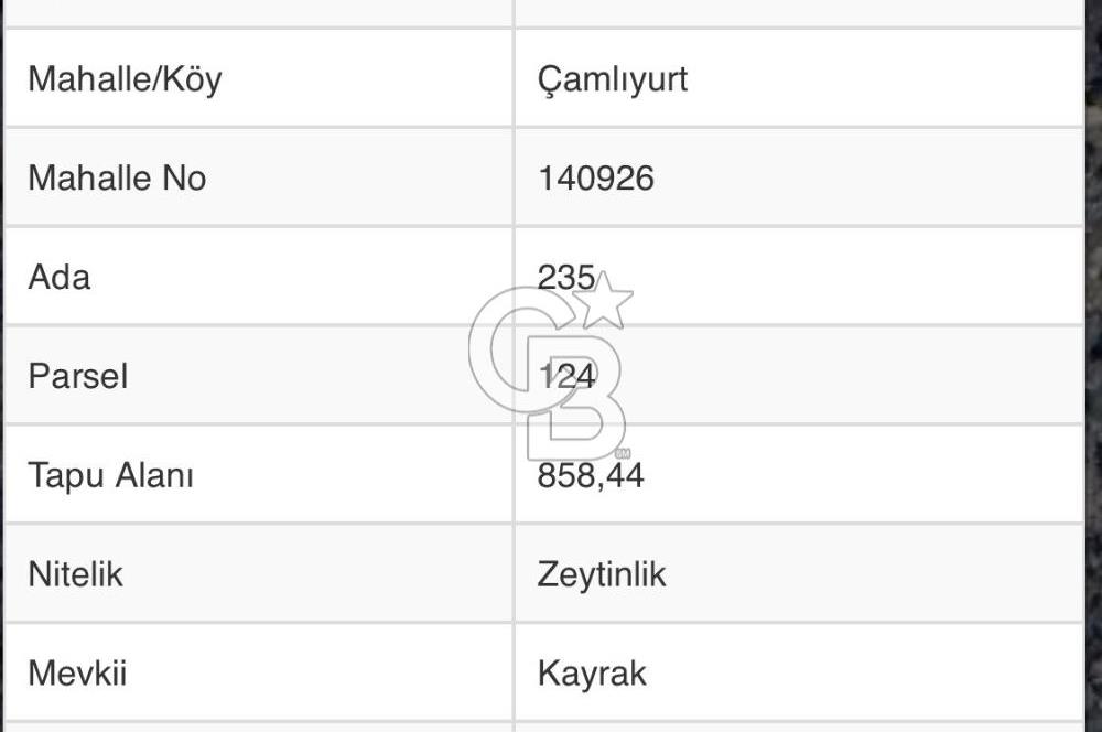 Milas Çamlıyurt Köyü Kargıcak Köyüne Yakın Yatırımlık Zeytinlik