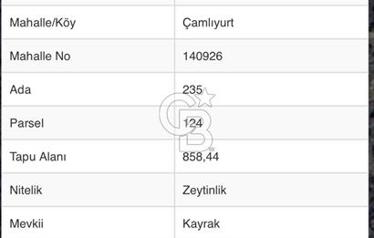 Milas Çamlıyurt Köyü Kargıcak Köyüne Yakın Yatırımlık Zeytinlik