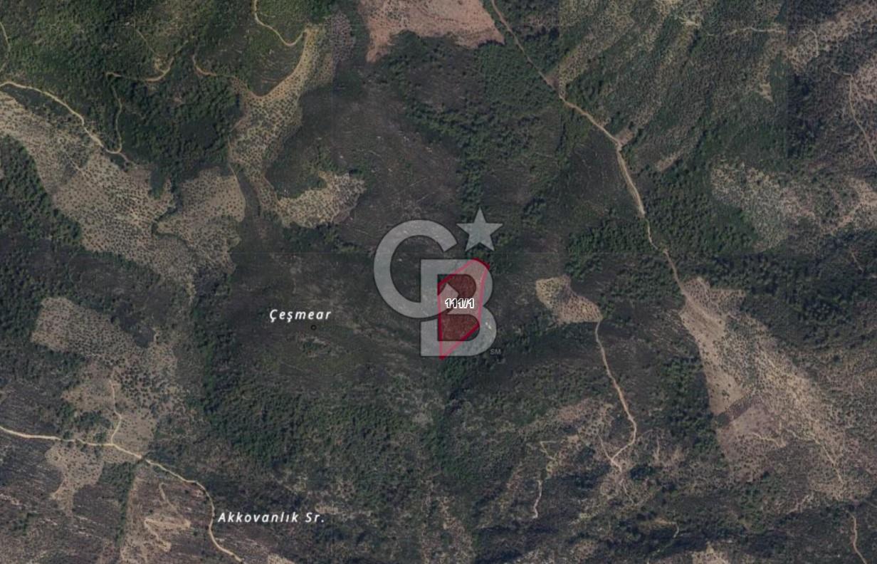 Muğla Milas Kafaca Köyünde Satılık Zeytinlik