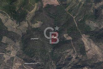 Muğla Milas Kafaca Köyünde Satılık Zeytinlik