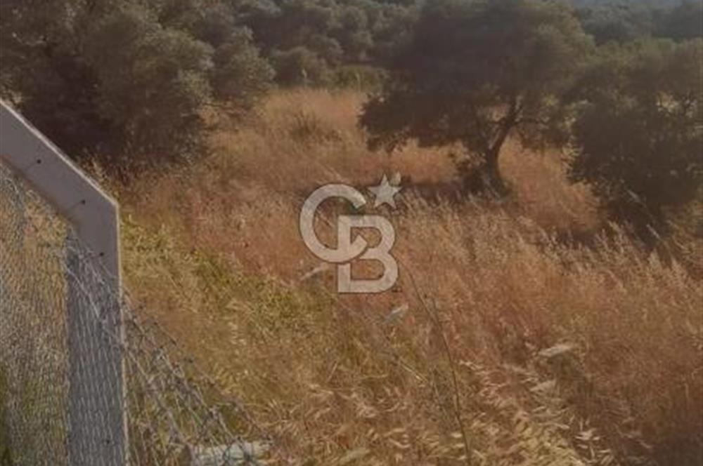 BUCA KAYNAKLAR 29 EKİM MAH.SATILIK TEK TAPU TARLA