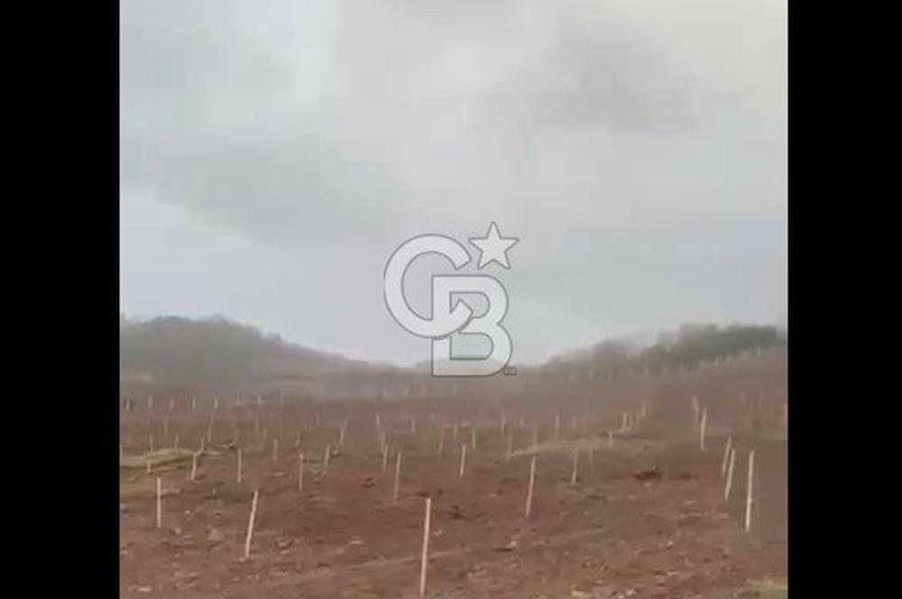 ÇANAKKALE LAPSEKİ HACIGELEN YATIRIMLIK 23.000 M2 TARLA BADEMLİK