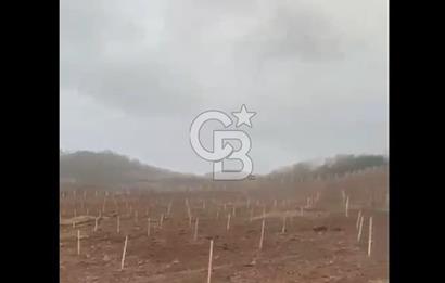 ÇANAKKALE LAPSEKİ HACIGELEN YATIRIMLIK 23.000 M2 TARLA BADEMLİK