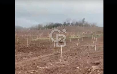 ÇANAKKALE LAPSEKİ HACIGELEN YATIRIMLIK 23.000 M2 TARLA BADEMLİK