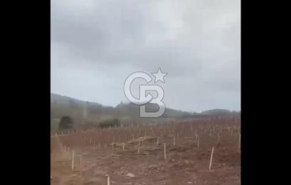 ÇANAKKALE LAPSEKİ HACIGELEN YATIRIMLIK 23.000 M2 TARLA BADEMLİK