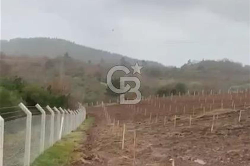 ÇANAKKALE LAPSEKİ HACIGELEN YATIRIMLIK 23.000 M2 TARLA BADEMLİK