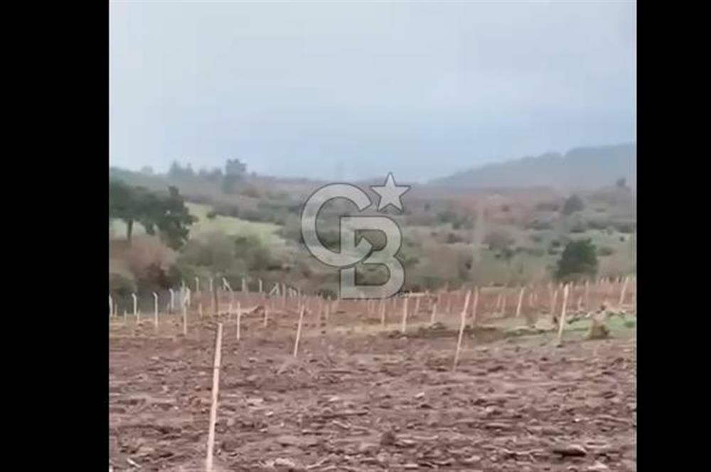 ÇANAKKALE LAPSEKİ HACIGELEN YATIRIMLIK 23.000 M2 TARLA BADEMLİK