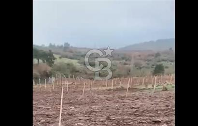 ÇANAKKALE LAPSEKİ HACIGELEN YATIRIMLIK 23.000 M2 TARLA BADEMLİK