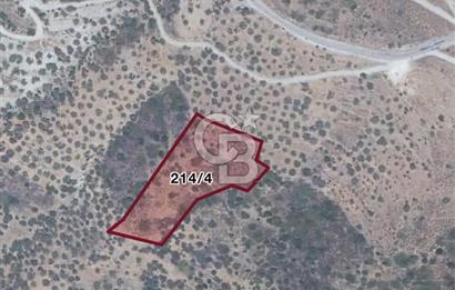 BAĞLARÖZÜ'NDE 6.650m2 YATIRIMLIK SATILIK ZEYTİNLİK TARLA