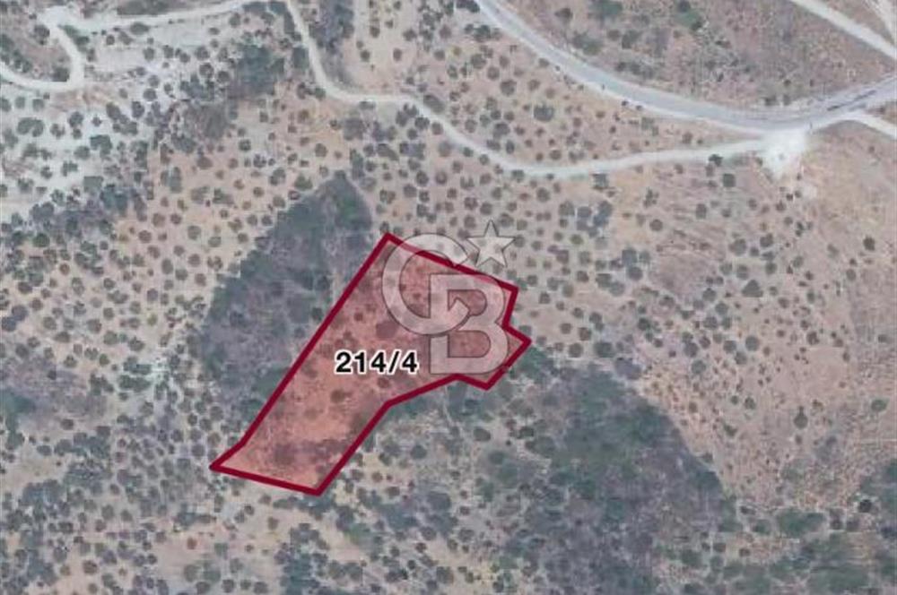 BAĞLARÖZÜ'NDE 6.650m2 YATIRIMLIK SATILIK ZEYTİNLİK TARLA