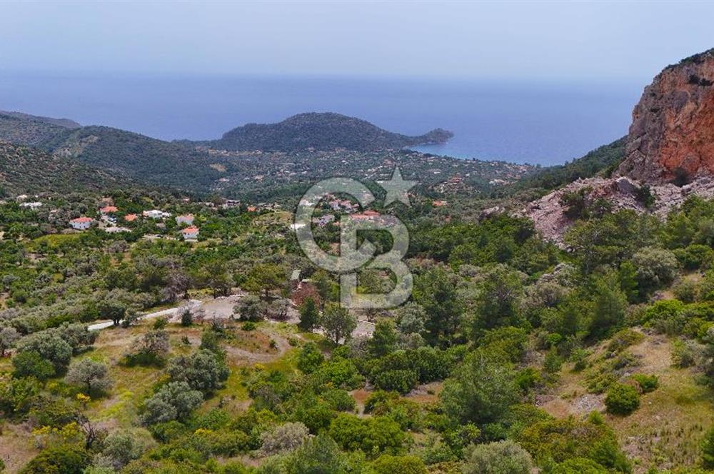 DATÇA MESUDİYE'DE DENİZ MANZARALI 5.014m² SATILIK ZEYTİNLİK