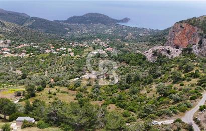 DATÇA MESUDİYE'DE DENİZ MANZARALI 15.674m² SATILIK ZEYTİNLİK