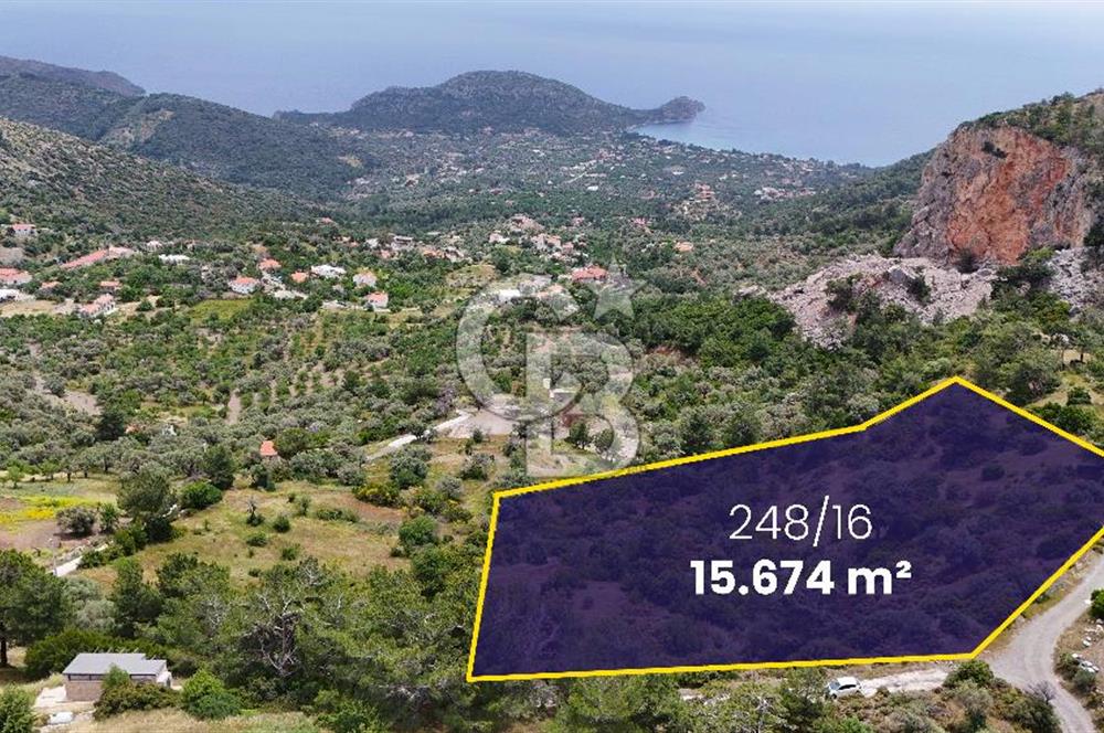 DATÇA MESUDİYE'DE DENİZ MANZARALI 15.674m² SATILIK ZEYTİNLİK